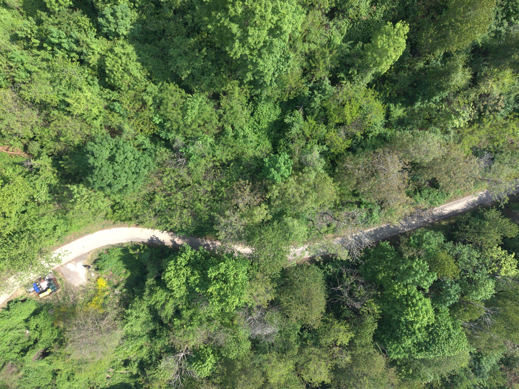 Ripresa nadirale di area boscata con viabilità minore